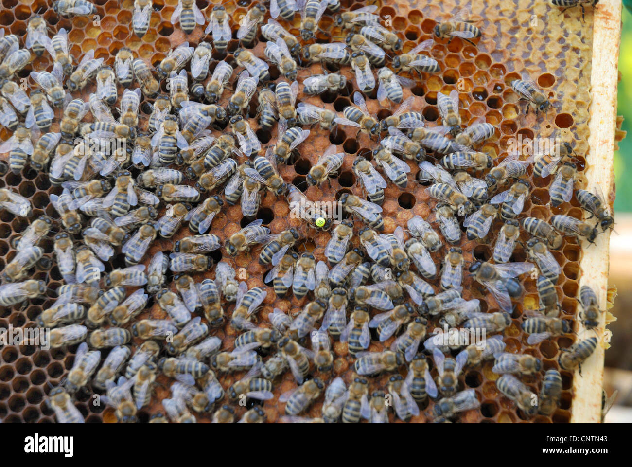 Honigbiene, Bienenkorb Biene (Apis Mellifera Mellifera), Honig-Bienen mit markierten Bienenkönigin auf Waben Stockfoto