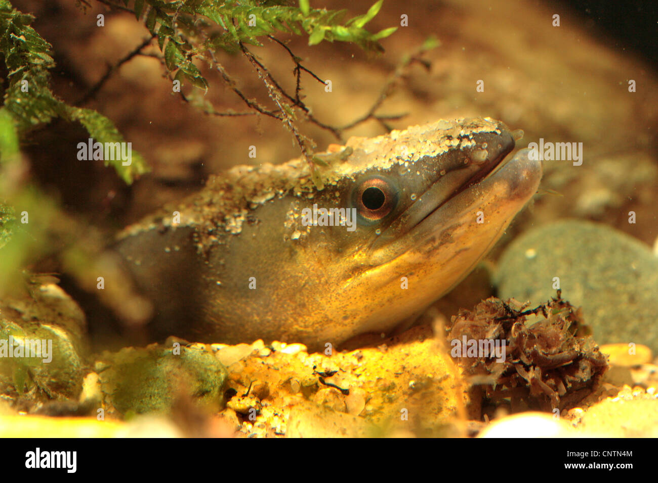 Aal, Europäischer Aal, Fluß-Aal (Anguilla Anguilla), peering von dem Fluss Schindel, Deutschland, Bayern Stockfoto