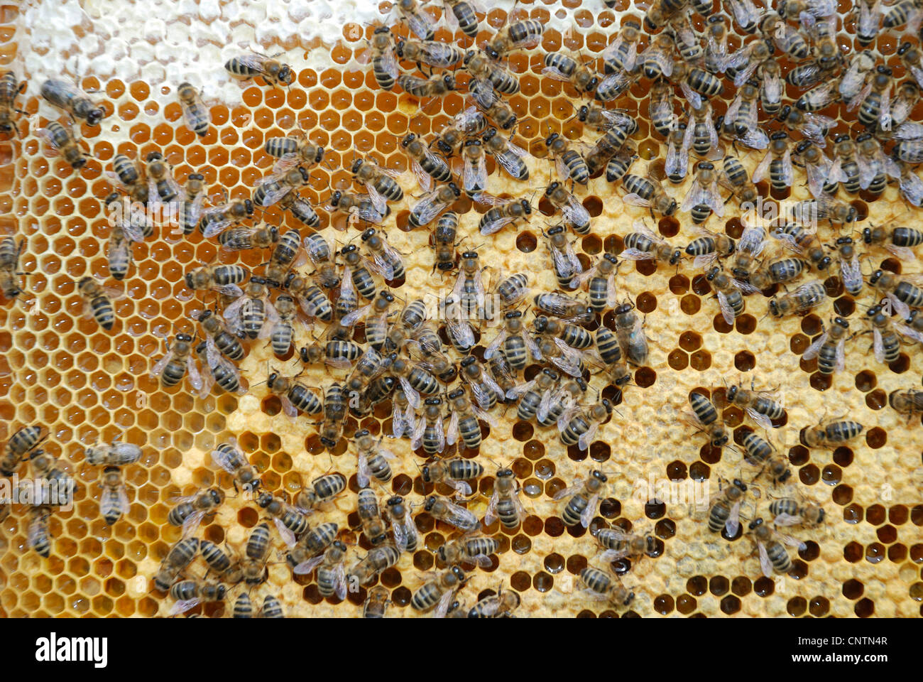 Honigbiene, Bienenkorb Biene (Apis Mellifera Mellifera), Bienen auf teilweise verdeckelten Waben Stockfoto