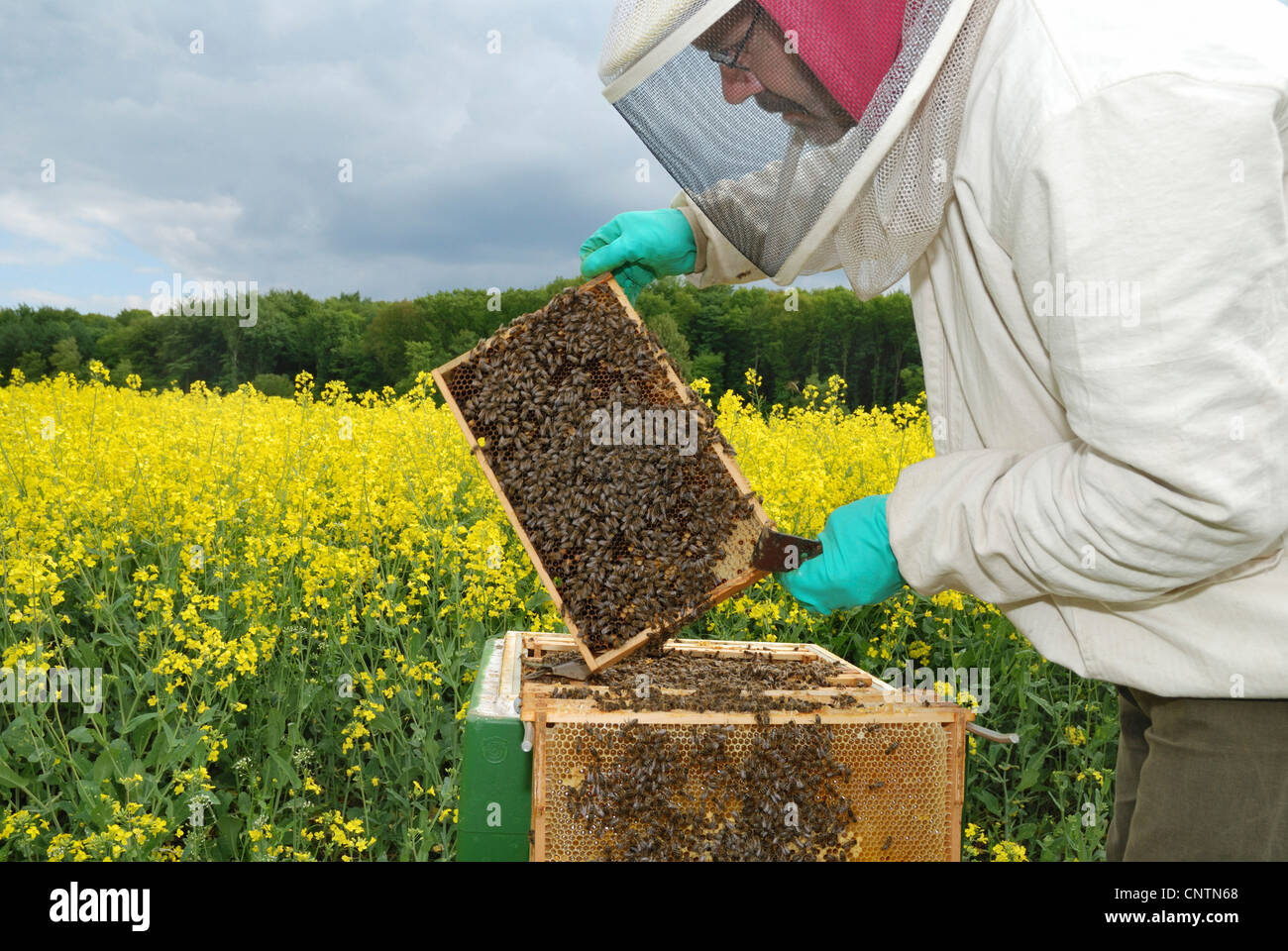Honigbiene, Bienenkorb Biene (Apis Mellifera Mellifera), Imker, die Kontrolle der Waben vor blühenden Rapsfeld Stockfoto
