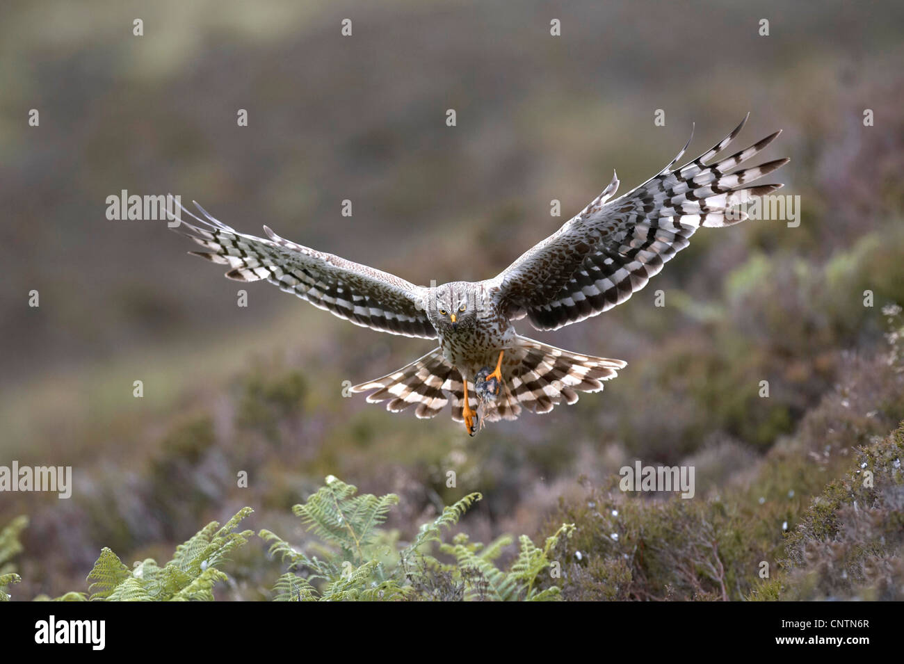 Kornweihe (Circus Cyaneus), erwachsenes Weibchen Landung mit einer Beute, Großbritannien, Schottland, Sutherland Stockfoto