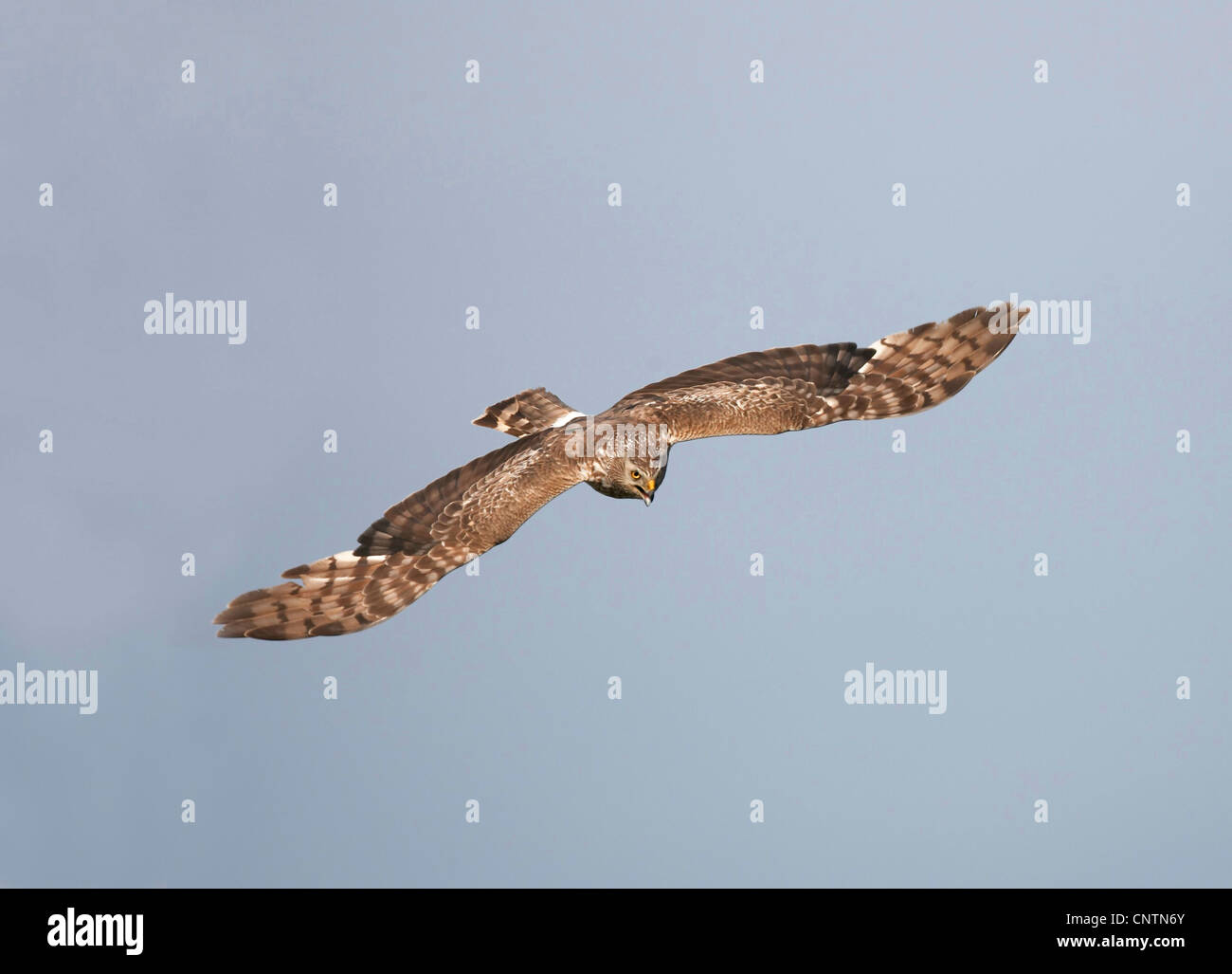 Kornweihe (Circus Cyaneus), erwachsenes Weibchen im Flug, Großbritannien, Schottland, Sutherland Stockfoto