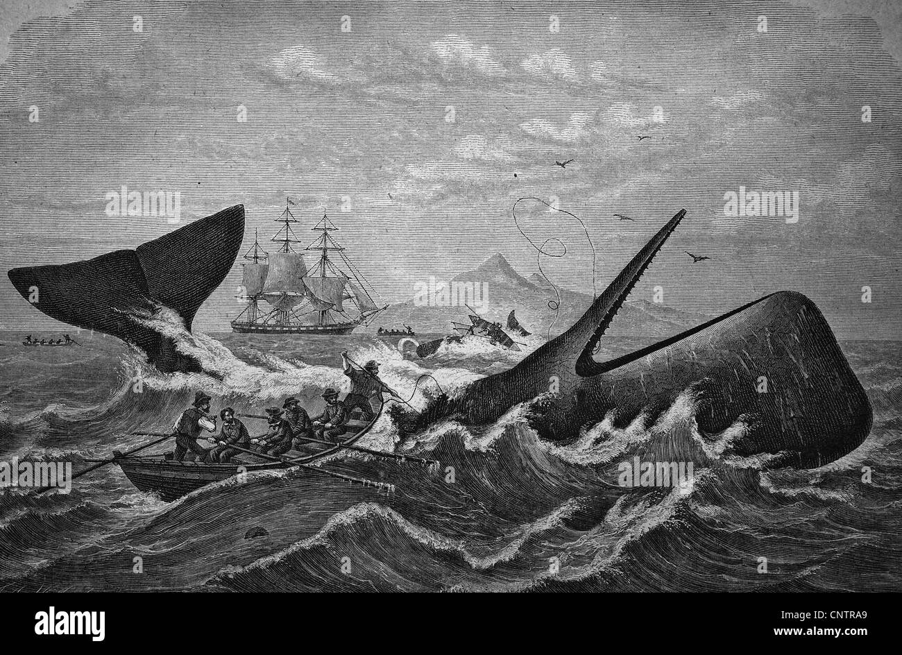 Pottwal gejagt von Walfängern, historischen Holzschnitt, um 1870 Stockfoto