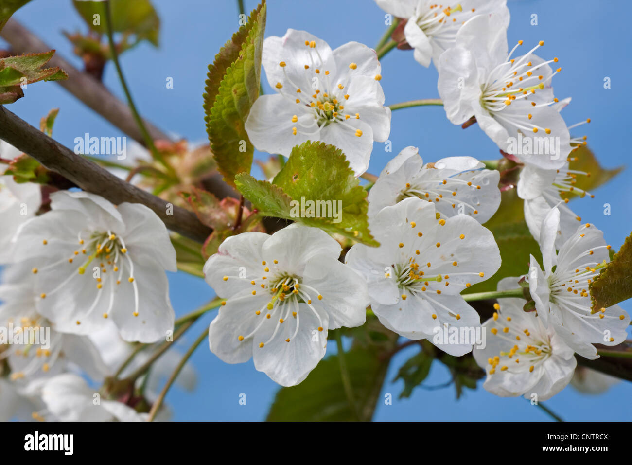 Blühende wilde Kirsche / Süßkirsche (Prunus Avium) mit Knospen bersten und weißen Blüten im Frühling, Belgien Stockfoto