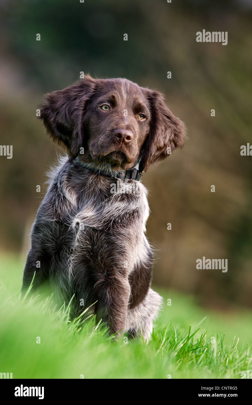 Kleines Munsterlander / Kleiner Münsterländer (Canis Lupus Familiaris), pup sitzen im Garten Stockfoto