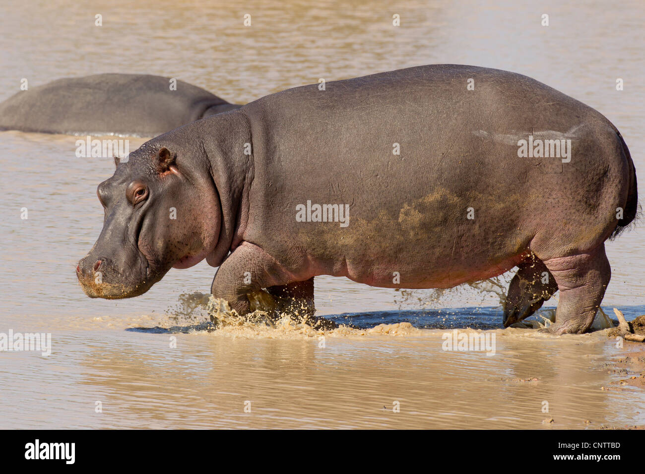 Flusspferd (Hippopotamus Amphibius) zu Fuß durch Wasser im südafrikanischen Krüger-Park Stockfoto