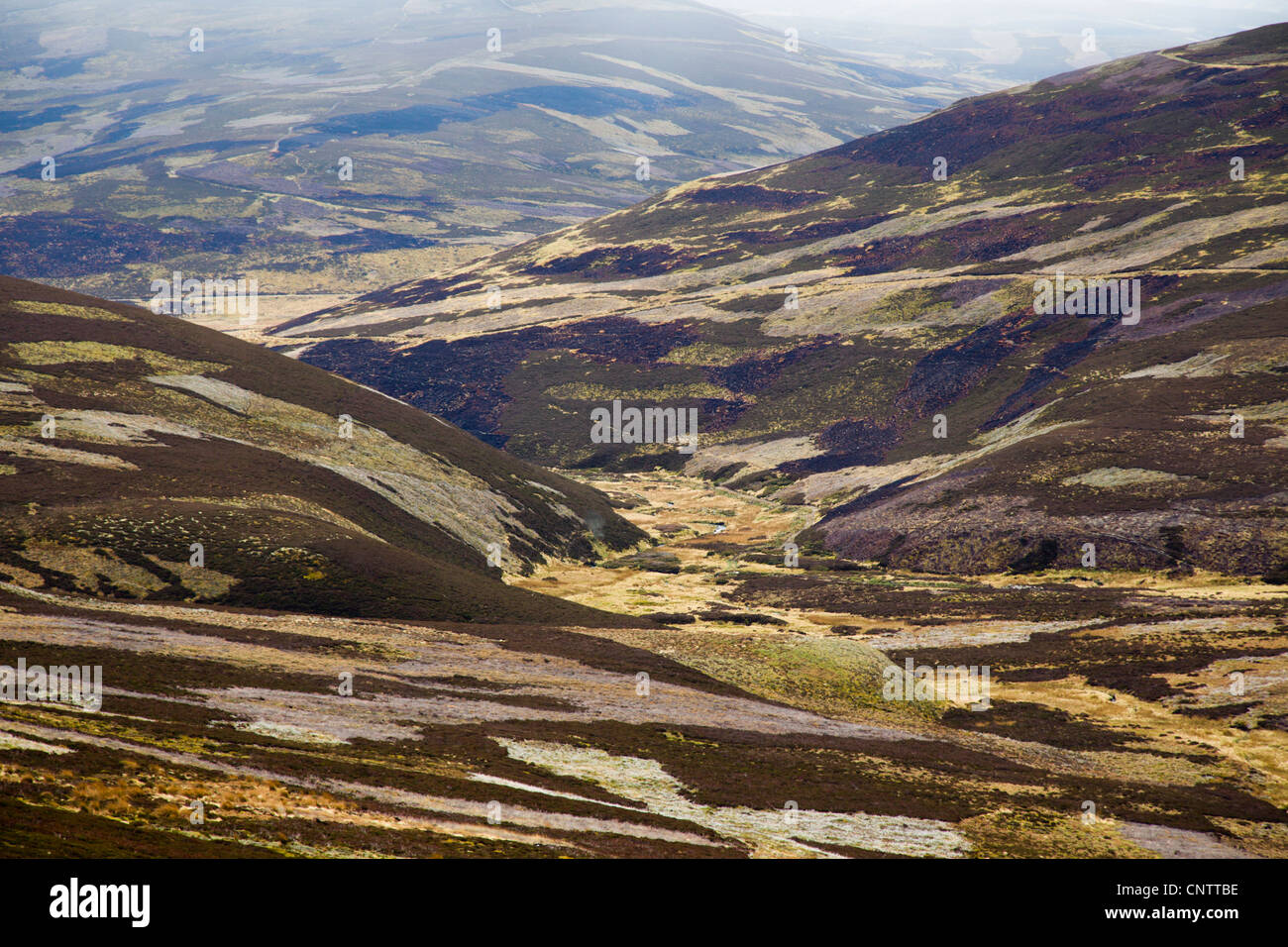 Moorhuhn Moor; Cairngorm; Schottland; UK Stockfoto