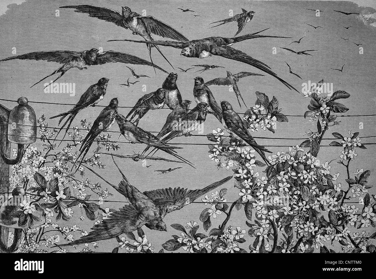Schwalben in den Frühling, historische Gravuren, 1869 Stockfoto
