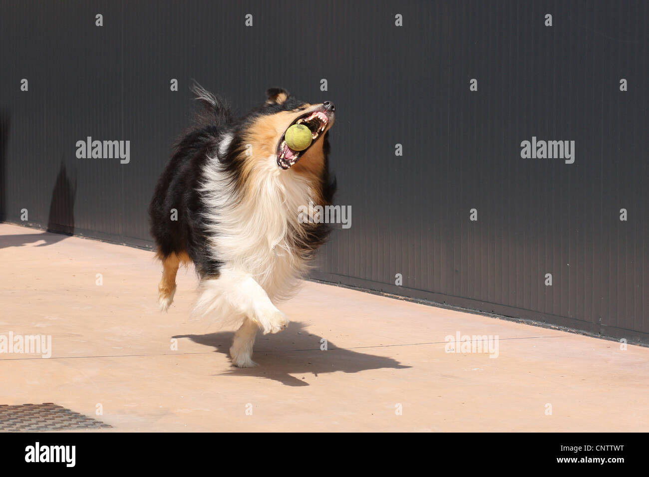 Rough Collie mit einem ball Stockfoto