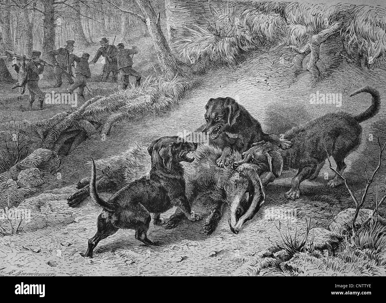 Hunde Jagd Dachse, historische Gravuren, 1869 Stockfoto