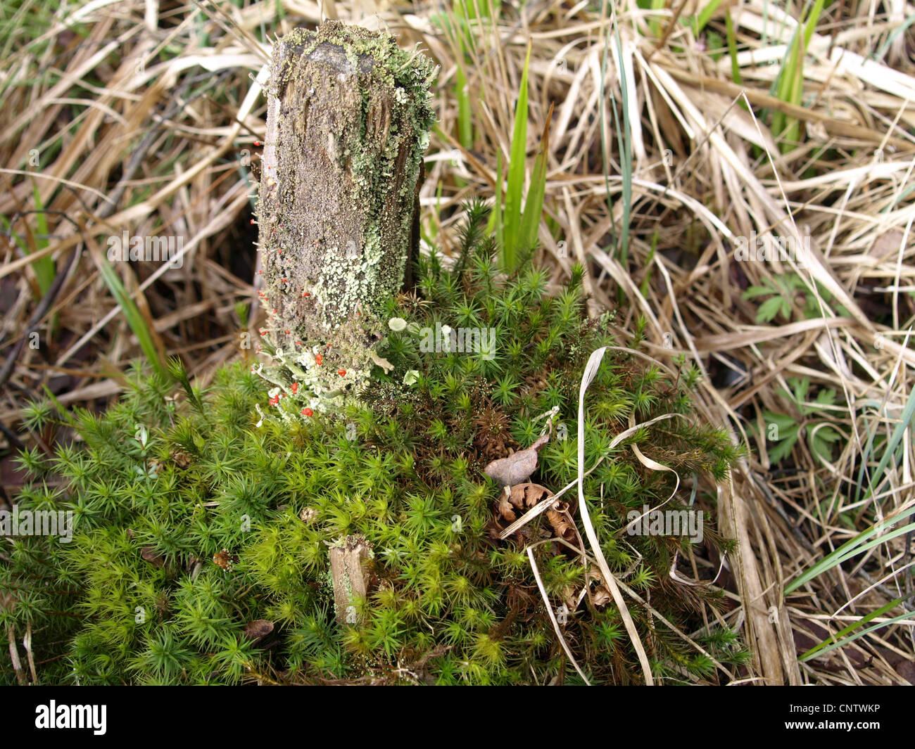 alten Baumstumpf mit Moosen, Flechten und Gräser im Frühjahr / Baumstumpf Mit Moos, Flechten Und Gräsern zu ändern Stockfoto