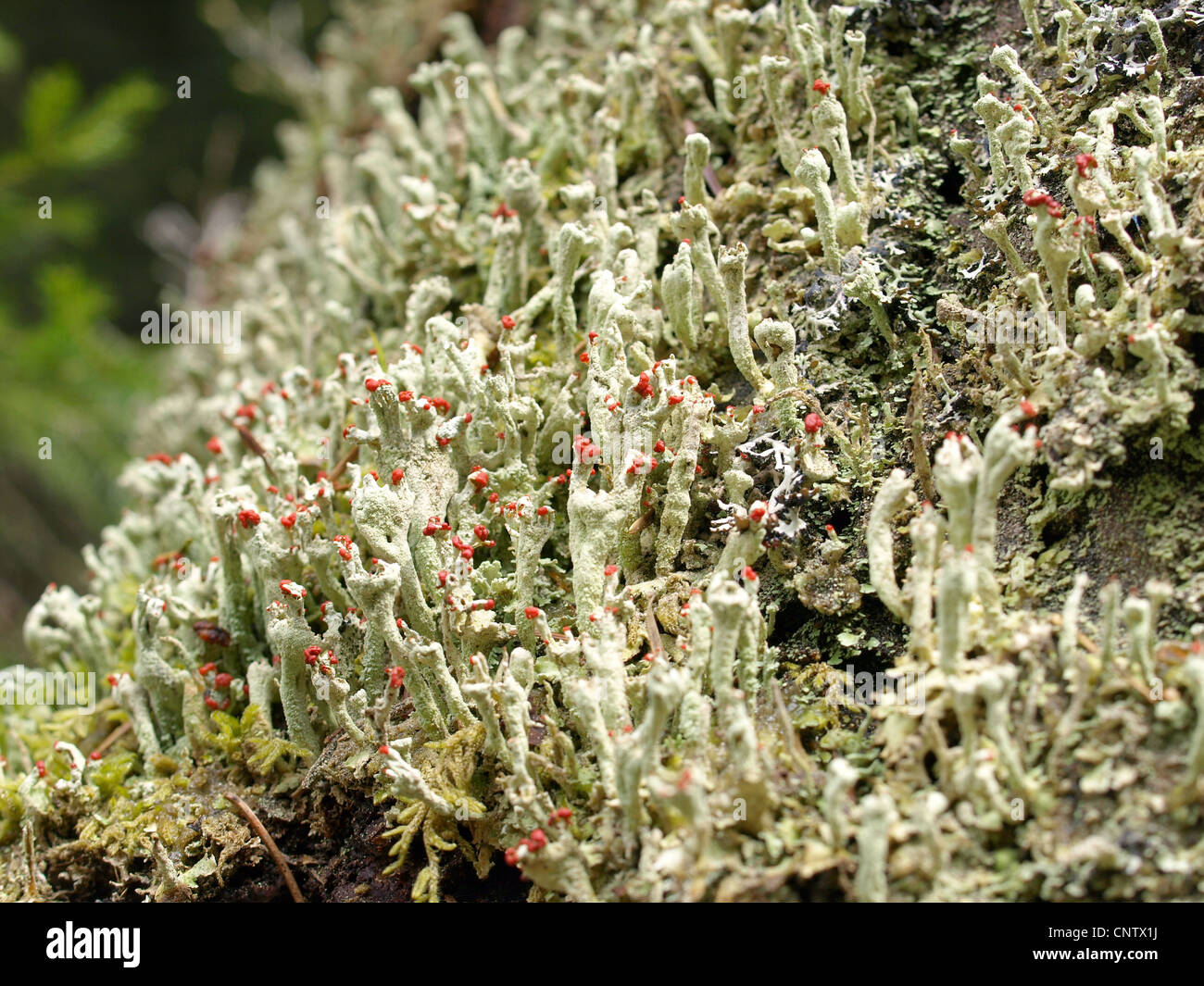 Flechten / Cladonia Macilenta / Rotfrüchtige Säulenflechte Stockfoto