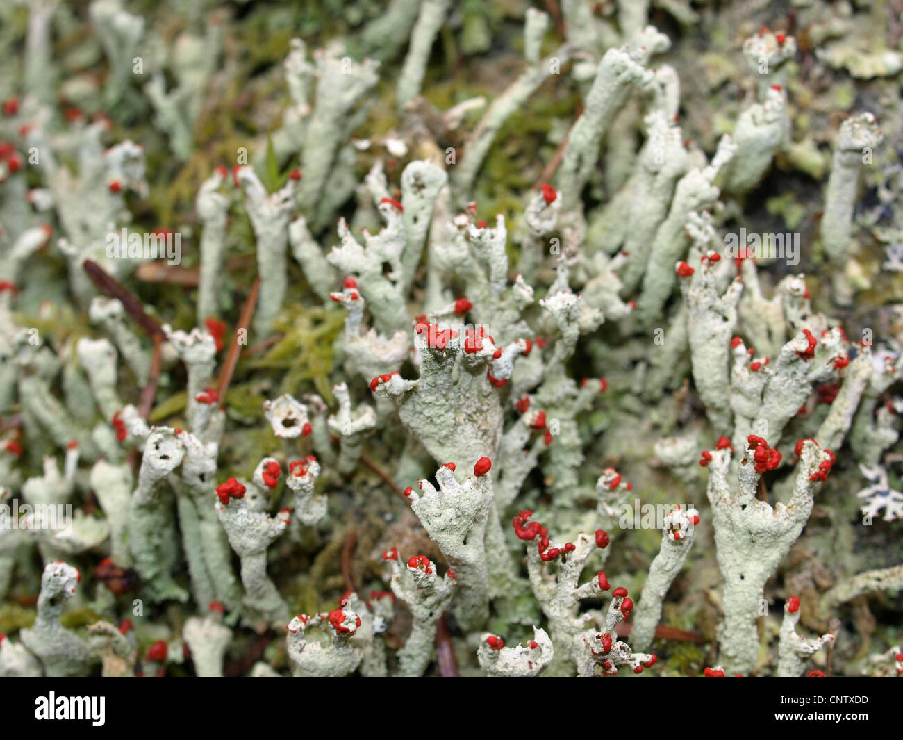 Flechten / Cladonia Macilenta / Rotfrüchtige Säulenflechte Stockfoto