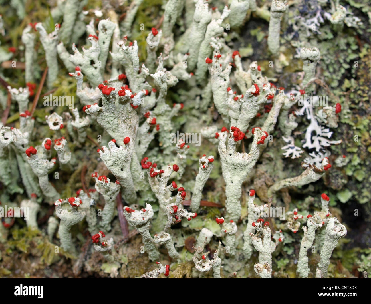 Flechten / Cladonia Macilenta / Rotfrüchtige Säulenflechte Stockfoto