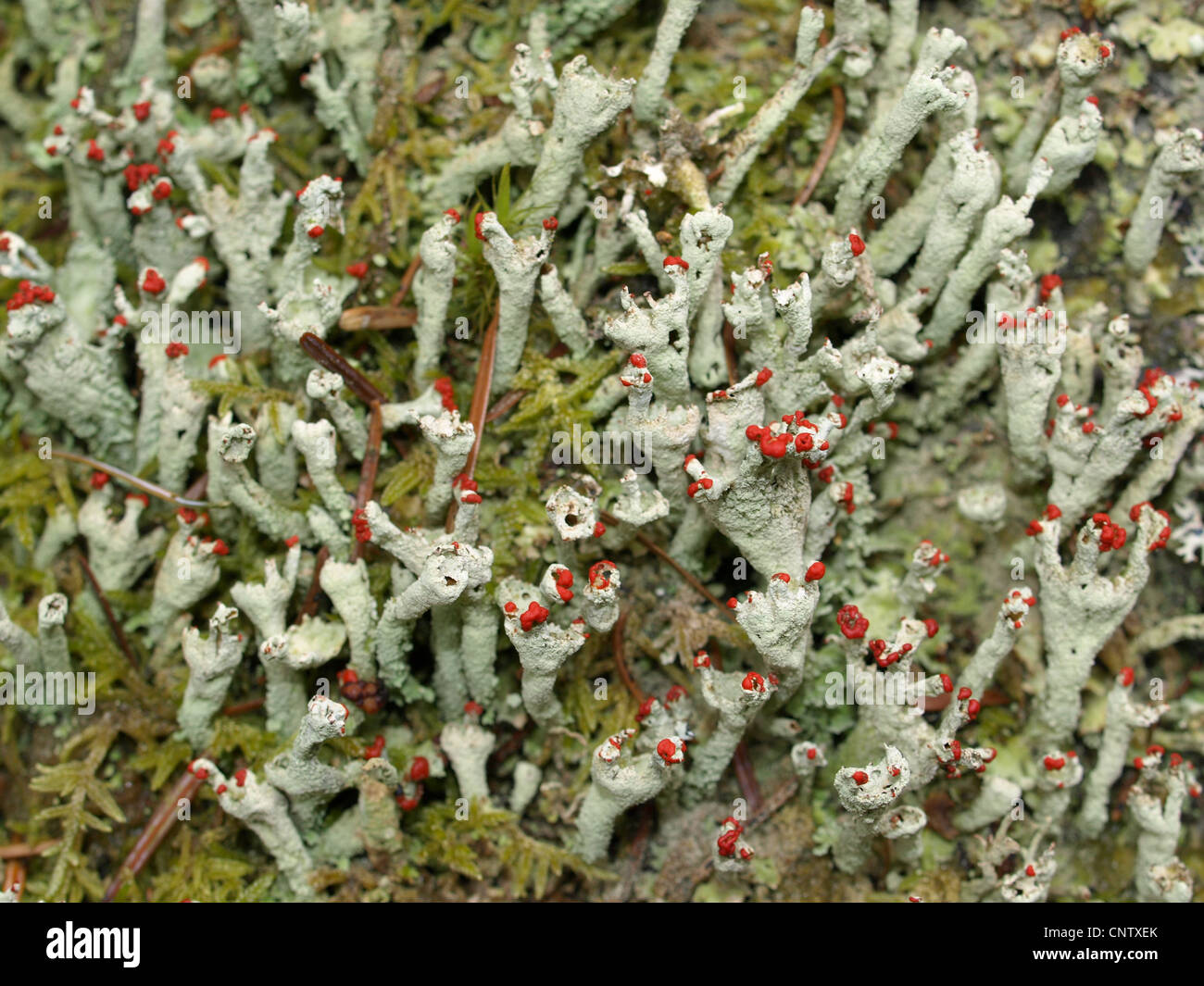 Flechten / Cladonia Macilenta / Rotfrüchtige Säulenflechte Stockfoto
