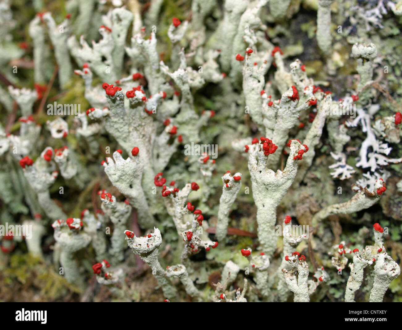 Flechten / Cladonia Macilenta / Rotfrüchtige Säulenflechte Stockfoto