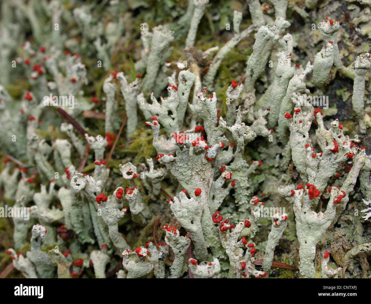 Flechten / Cladonia Macilenta / Rotfrüchtige Säulenflechte Stockfoto