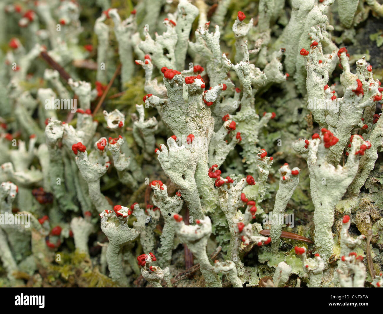 Flechten / Cladonia Macilenta / Rotfrüchtige Säulenflechte Stockfoto