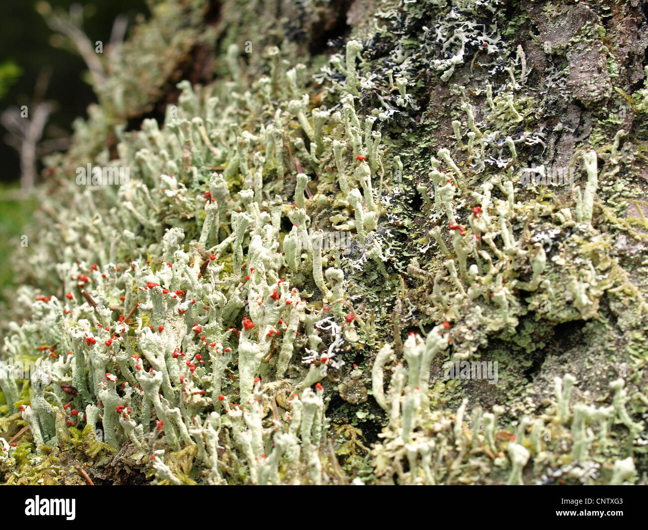Flechten / Cladonia Macilenta / Rotfrüchtige Säulenflechte Stockfoto