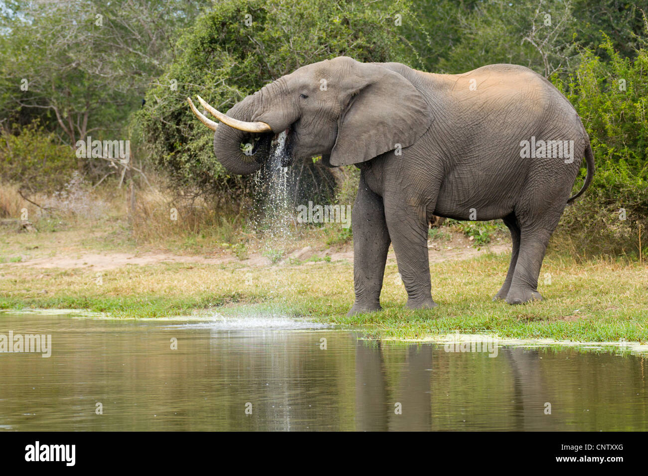 Afrikanischen Elefantenbullen (Loxodonta Africana) Trinkwasser aus einer natürlichen Pfanne in Südafrikas Krüger Nationalpark Stockfoto