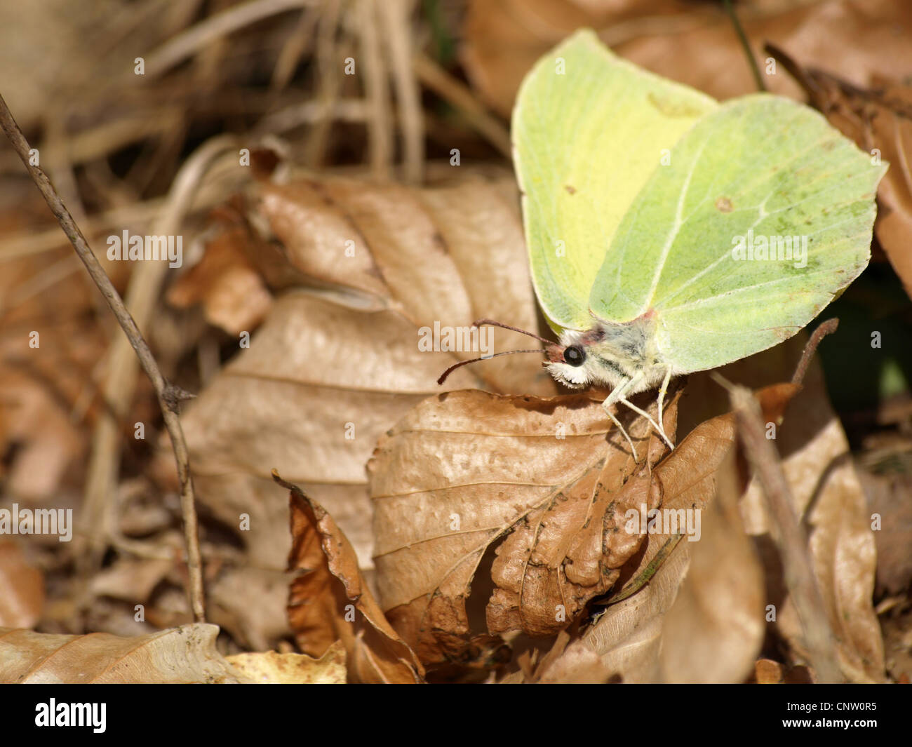 Gemeinsamen Schwefel / Gonepteryx Rhamni / Zitronenfalter Stockfoto