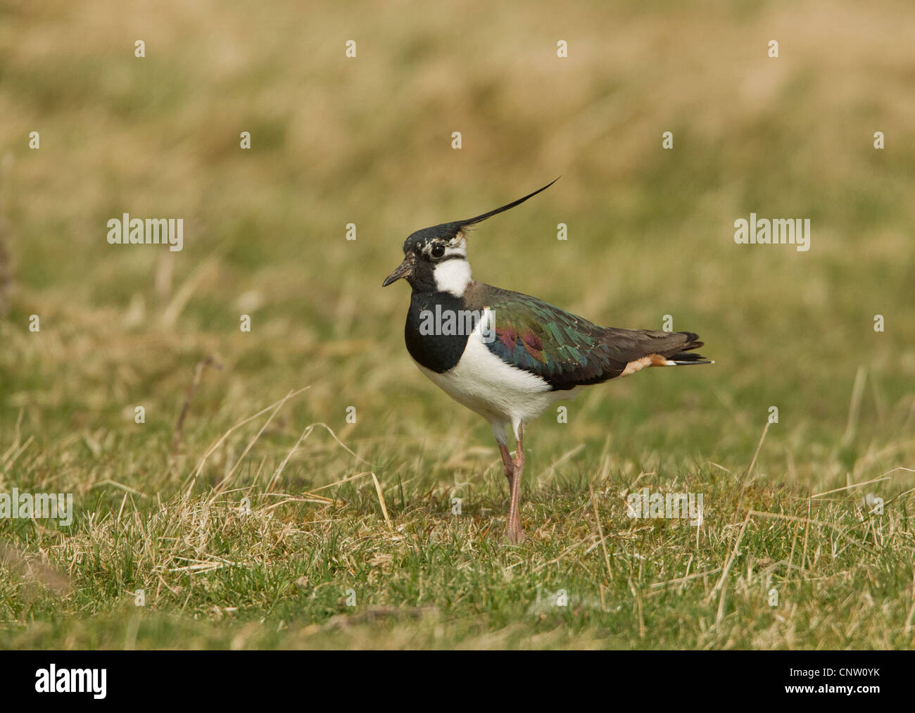 Kiebitz im Display, fordert die Lammermuir Hills Scottish Borders Stockfoto