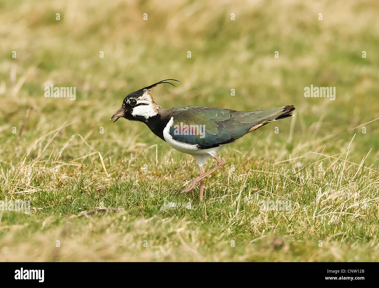 Kiebitz im Display, fordert die Lammermuir Hills Scottish Borders Stockfoto