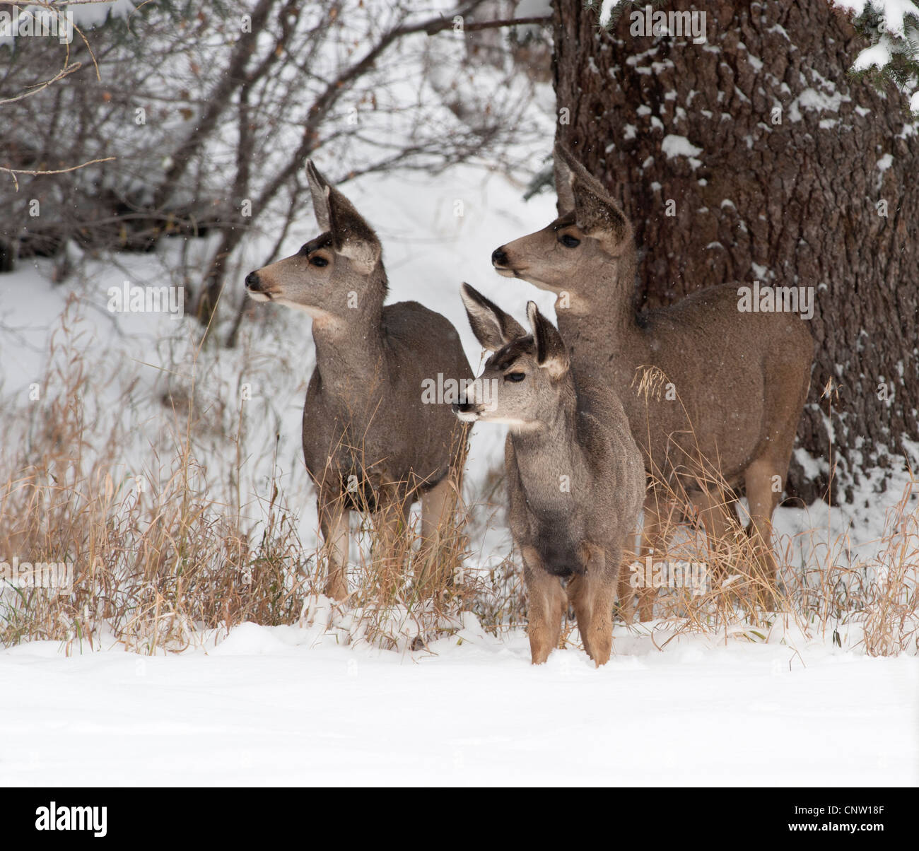 Zwei Mule Deer tut und Jährling halten Sie ein wachsames Auge auf einem nahe gelegenen Raubtier Stockfoto