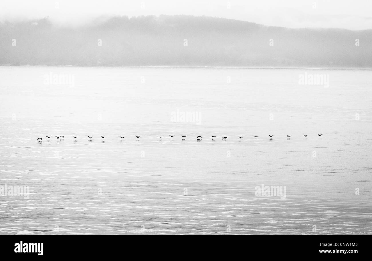 Pelikane am nebligen Morgen über das Meer fliegen. Stockfoto
