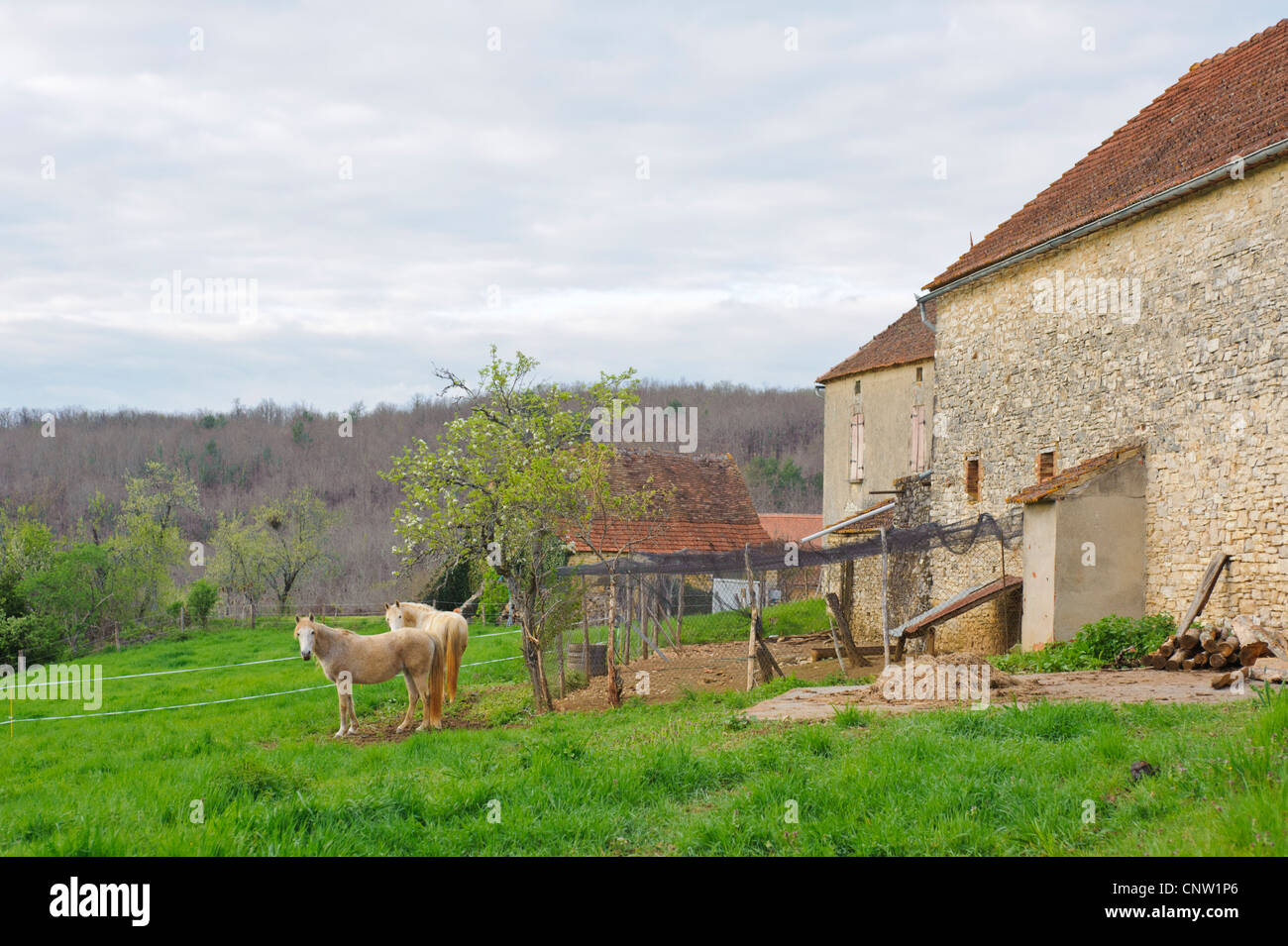 Weißes Pferd auf einem französischen Bauernhof im Vallée du Lot in Südfrankreich Stockfoto