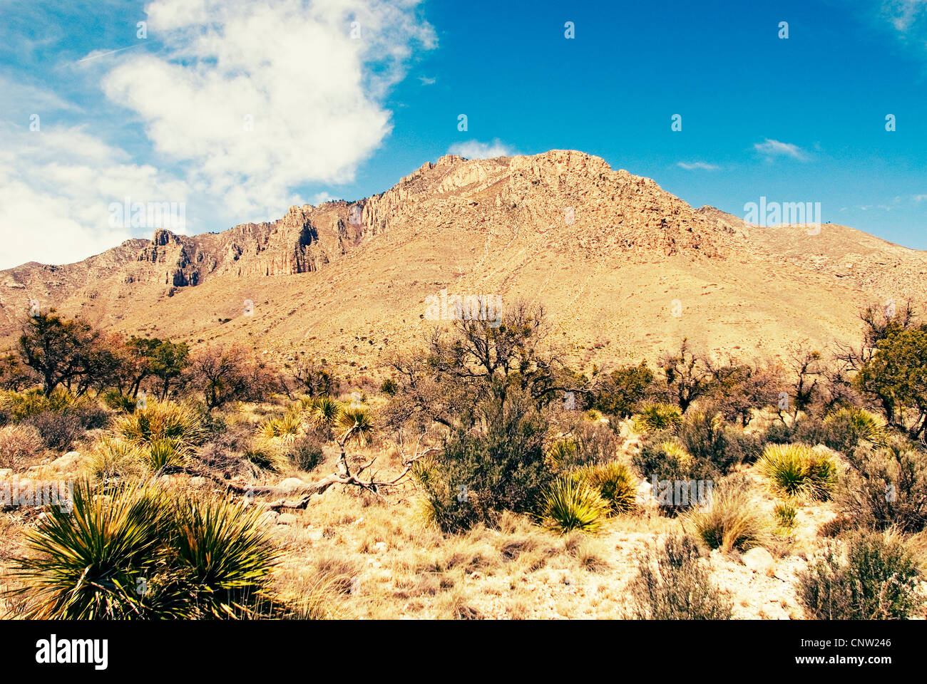 Wüstenlandschaft von Guadalupe Mountains Nationalpark, Texas. Stockfoto