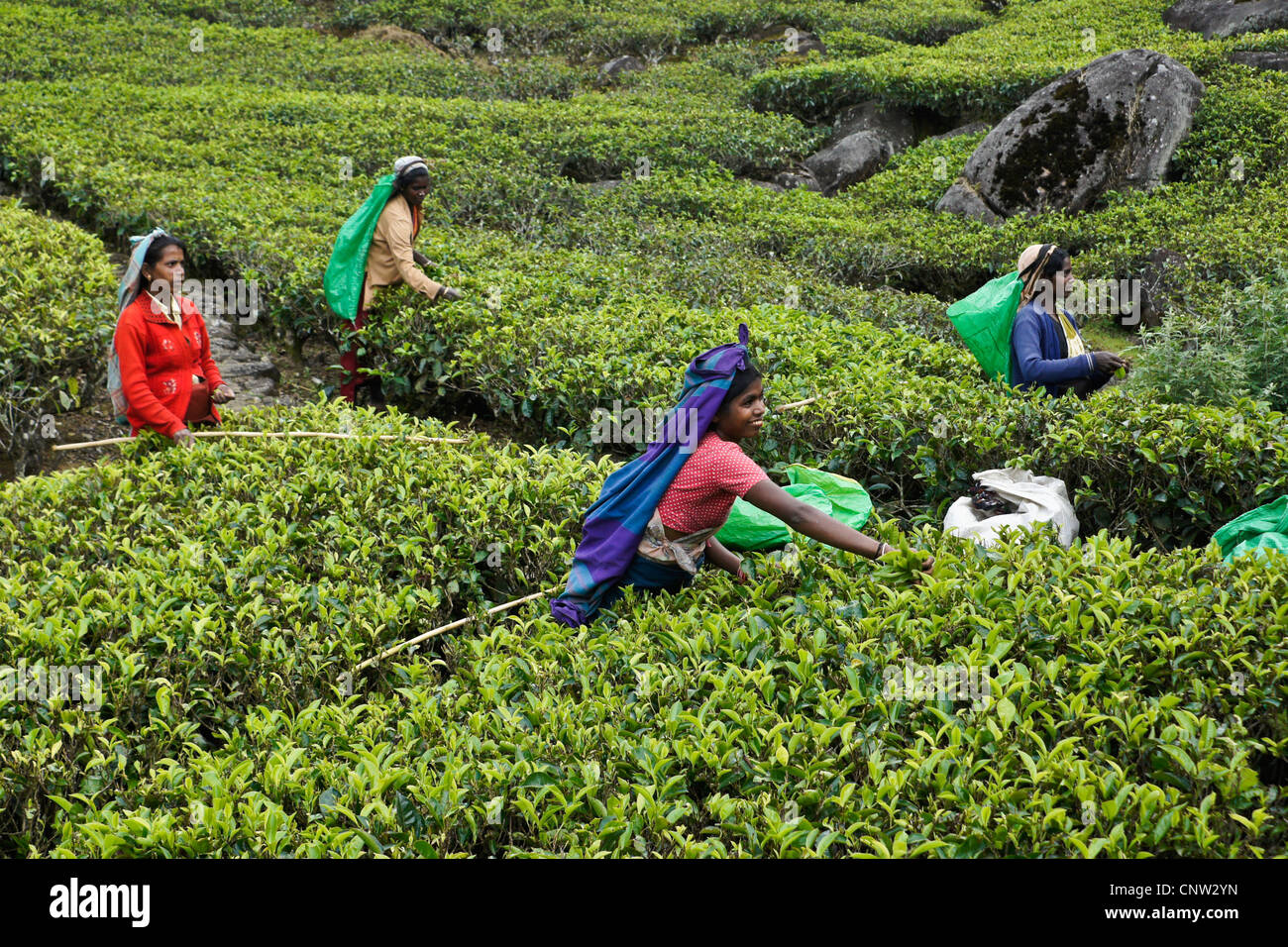Tamilische Frauen zupfen Teeblätter, Nuwara Eliya, Hill Country, Sri Lanka Stockfoto