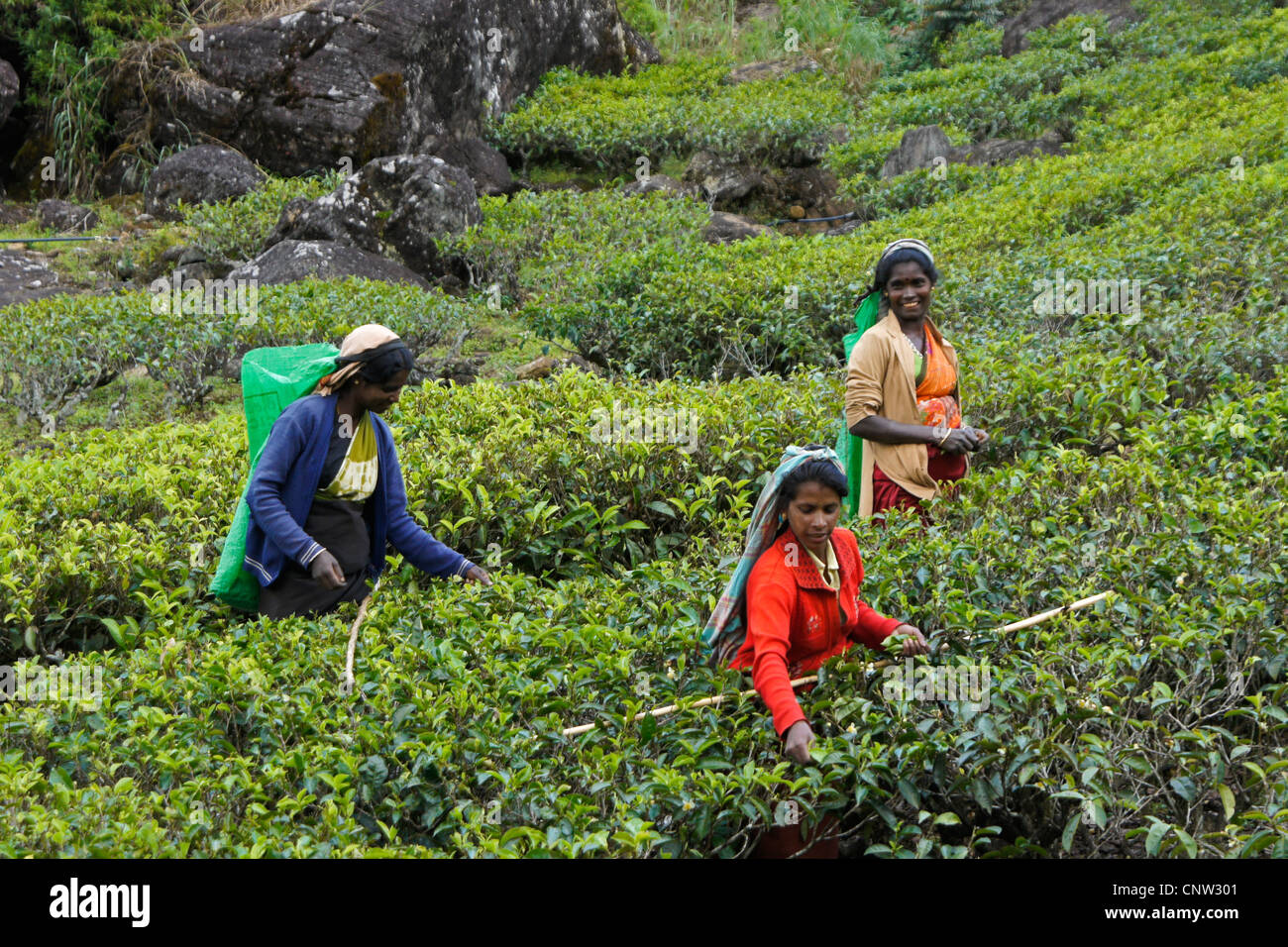 Tamilische Frauen zupfen Teeblätter, Nuwara Eliya, Hill Country, Sri Lanka Stockfoto