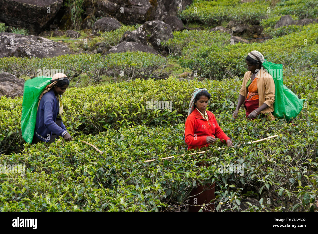 Tamilische Frauen zupfen Teeblätter, Nuwara Eliya, Hill Country, Sri Lanka Stockfoto