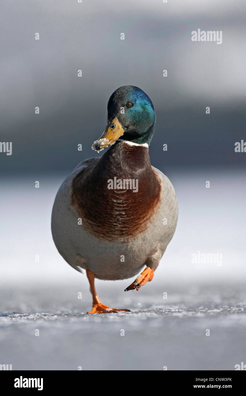 Stockente (Anas Platyrhynchos), Drake, die auf der Suche nach Nahrung auf einem zugefrorenen See, Großbritannien, Schottland, Cairngorm National Park Stockfoto