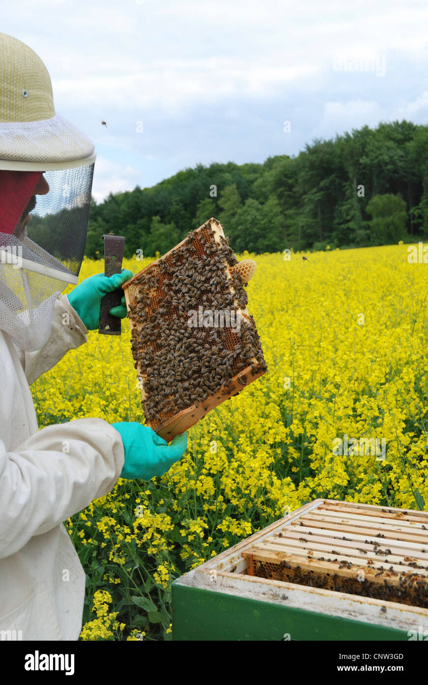 Honigbiene, Bienenkorb Biene (Apis Mellifera Mellifera), Imker, die Kontrolle der Waben vor blühenden Rapsfeld Stockfoto