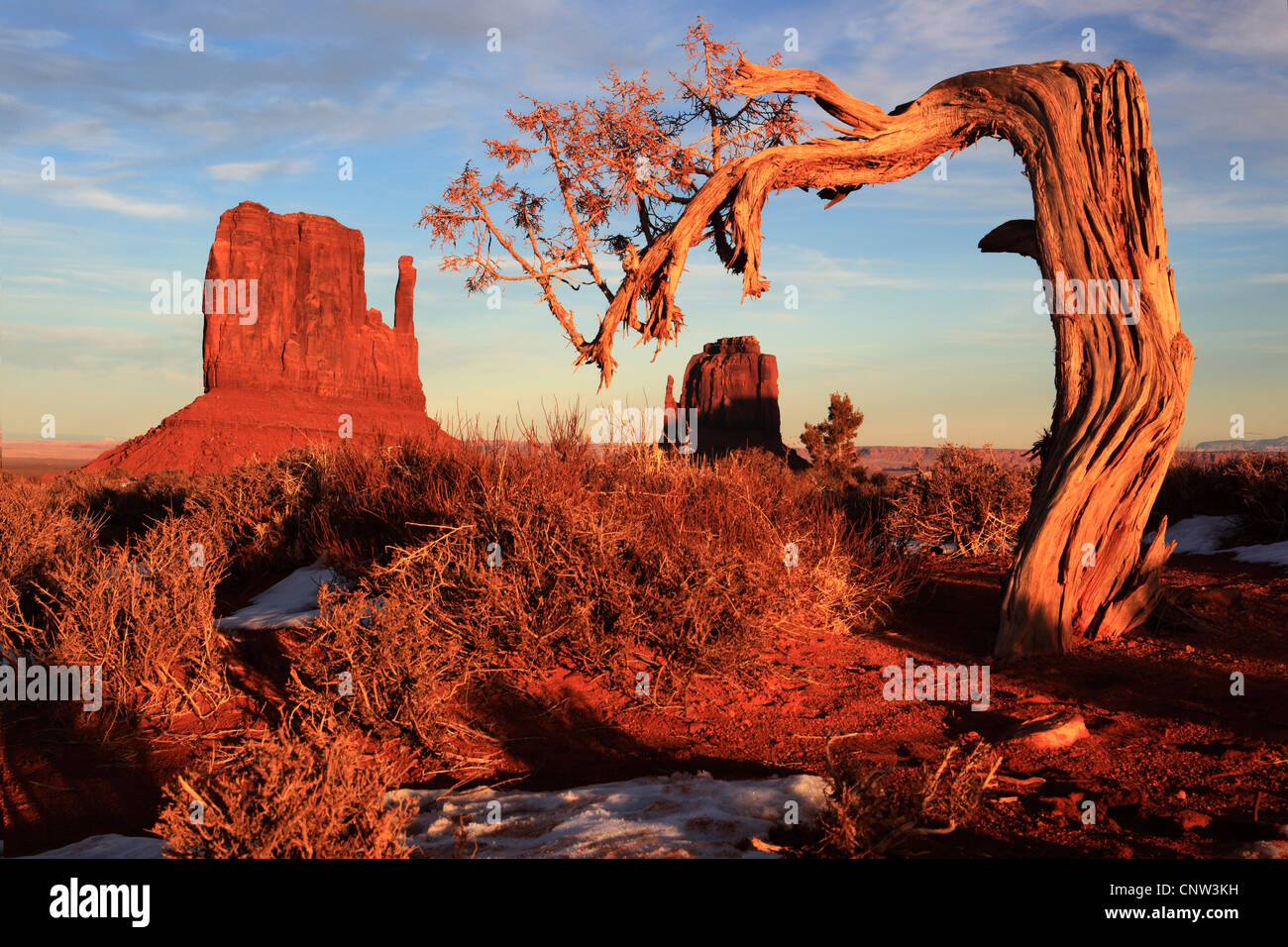 Stein-Monolith Mitten Buttes und knorrigen Baum, USA, Utah, Monument Valley National Park Stockfoto