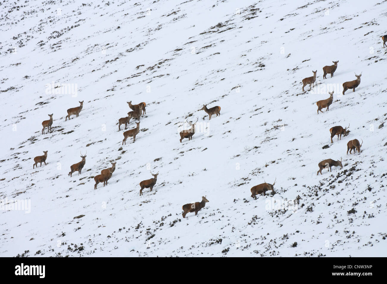 Rothirsch (Cervus Elaphus), Herde am offenen Hang in Winter, Großbritannien, Schottland, Alladale Wildnis-Reserve Stockfoto