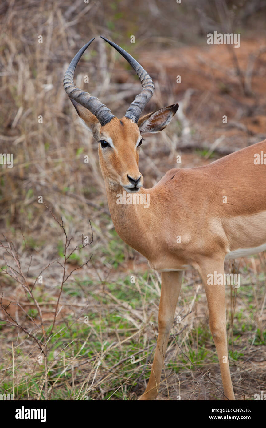 Ein Impala-Antilopen im Krüger Nationalpark, Südafrika Stockfoto