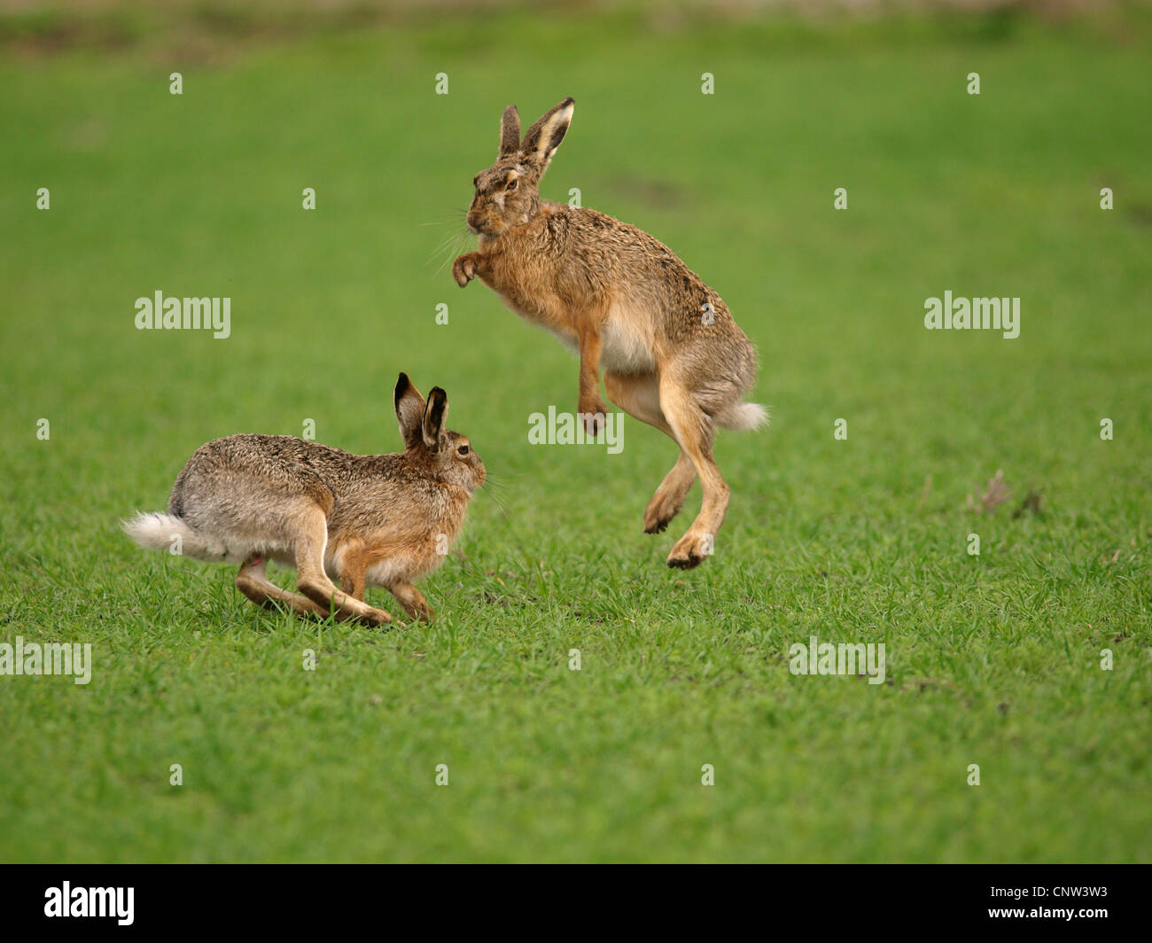 Feldhase (Lepus Europaeus), Paarung Verhalten, Austria, Neusiedler See-Nationalpark Stockfoto