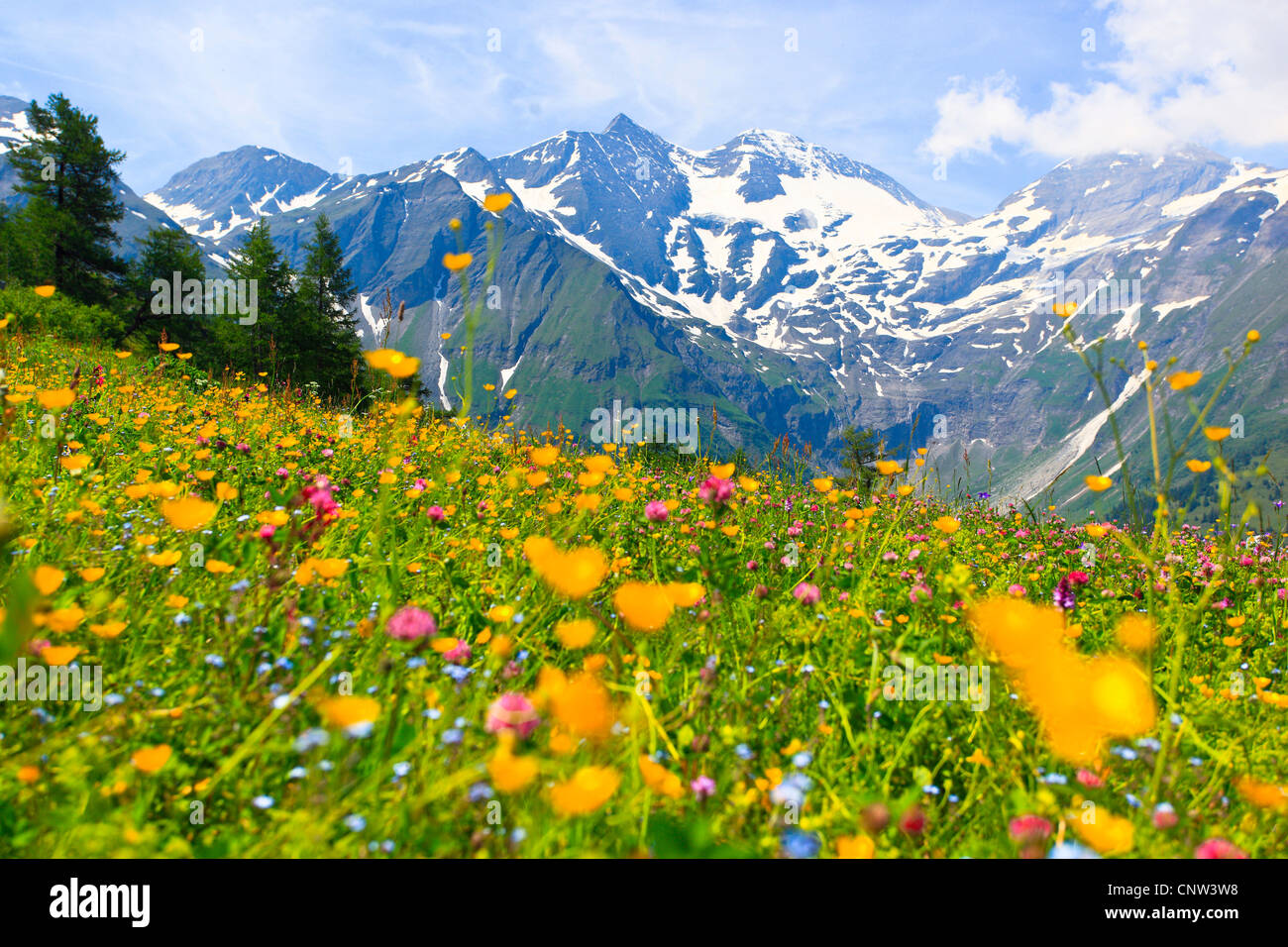 üppig blühende Bergwiese vor Bergkette mit Sonnenwelleck (3261 m) und Fuscherkarkopf (3154 m), Österreich, Nationalpark Hohe Tauern Stockfoto