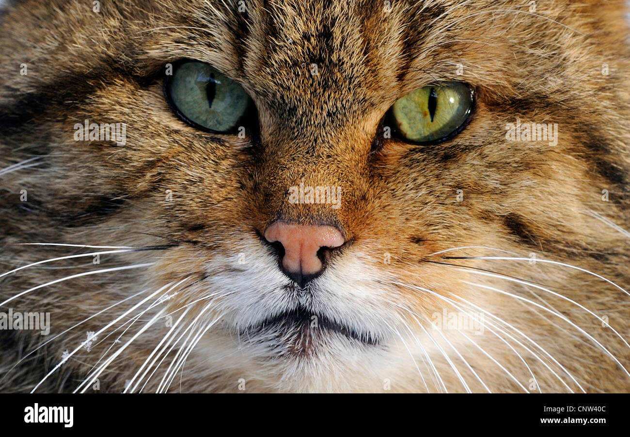 Europäische Wildkatze, Wald Wildkatze (Felis Silvestris Silvestris), Porträt, Deutschland Stockfoto