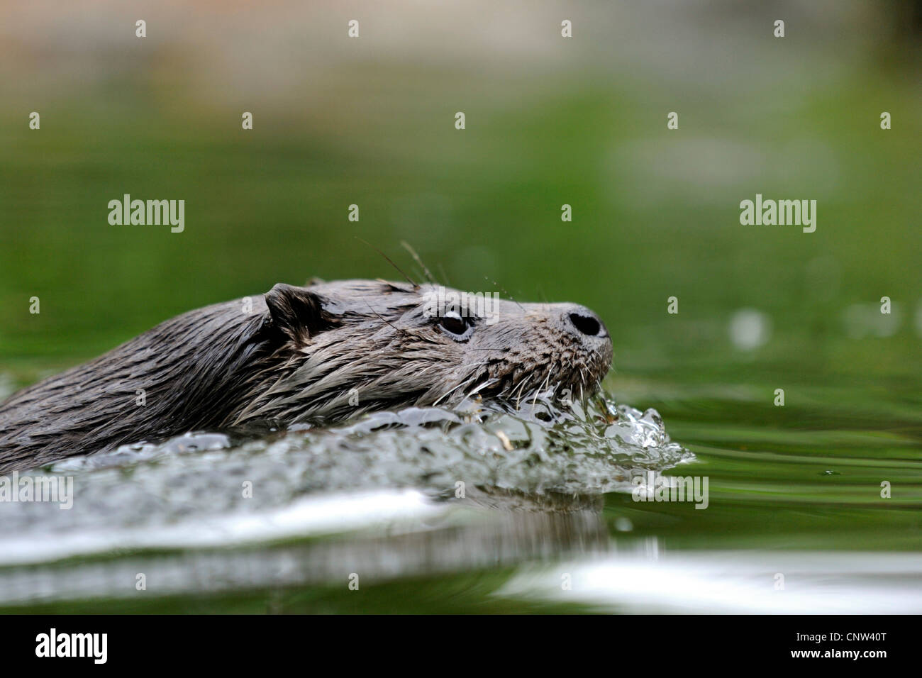 Europäischen Fischotter, europäischer Fischotter, eurasische Fischotter (Lutra Lutra), Porträt eines Tieres im ruhigen Wasser schwimmen Stockfoto