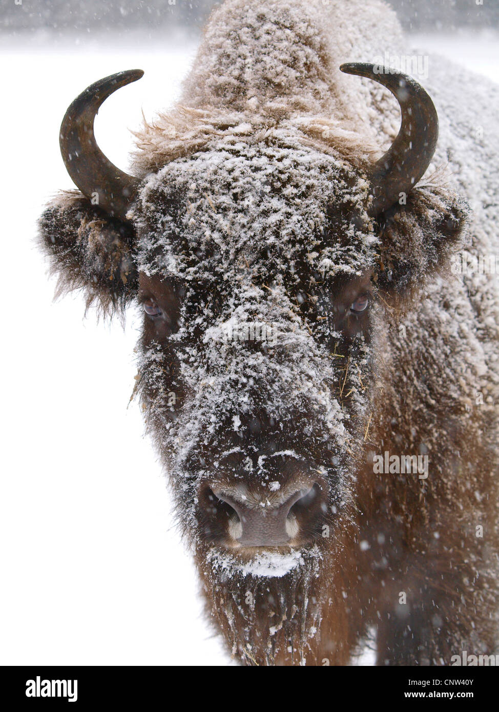 Europäische Bison, Wisent (Bison Bonasus), im Schnee, Deutschland, Sachsen Stockfoto