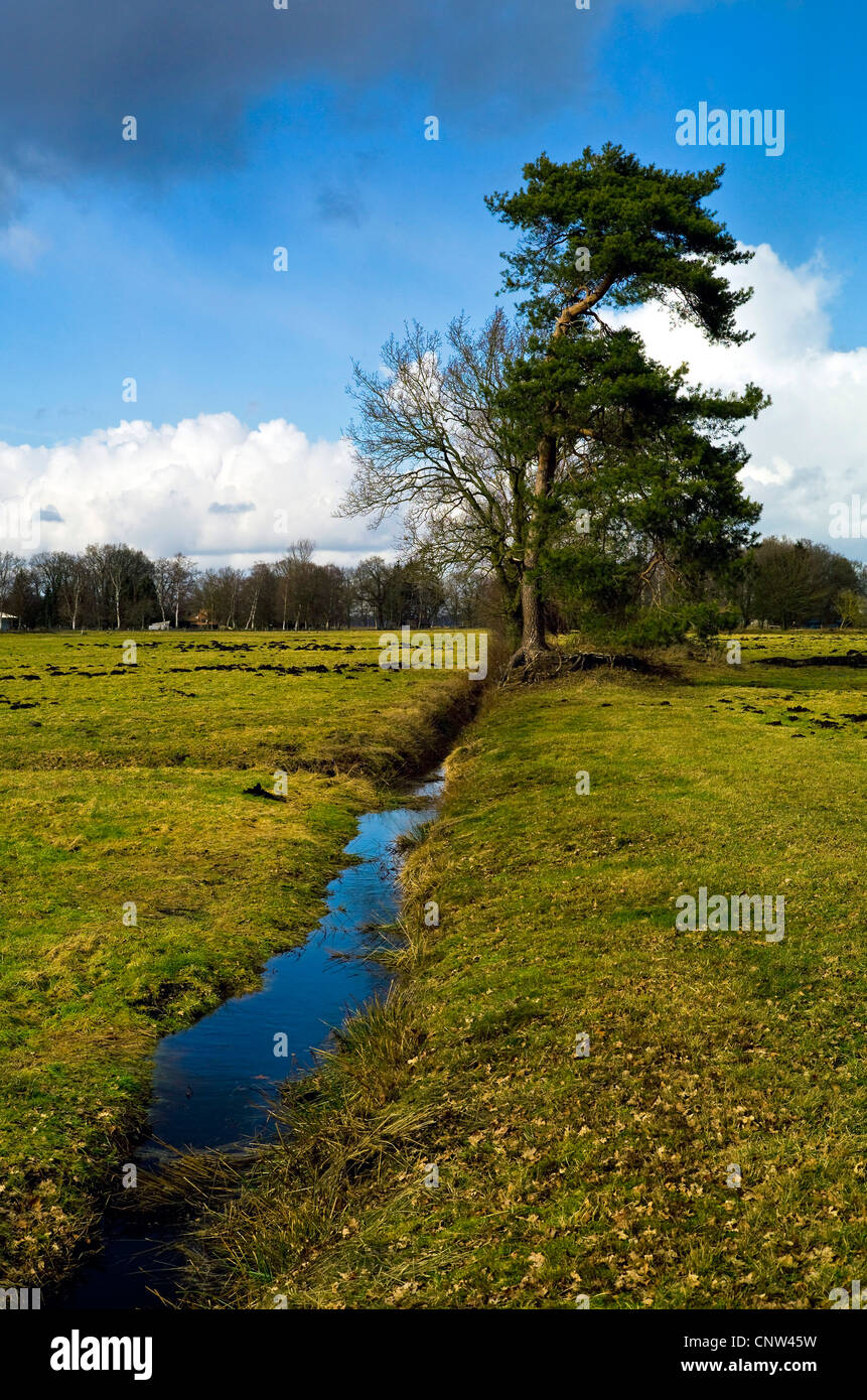 Wassergraben um das Teufelsmoor bei Worpswede, Deutschland, Niedersachsen Stockfoto