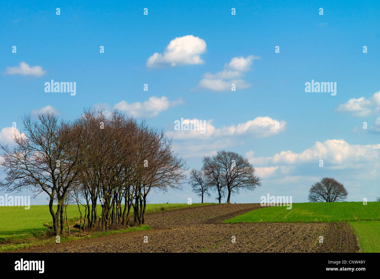 Feld-Landschaft mit angrenzenden Baumreihen, Deutschland, Landkreis Osterholz, Meyenburg Stockfoto