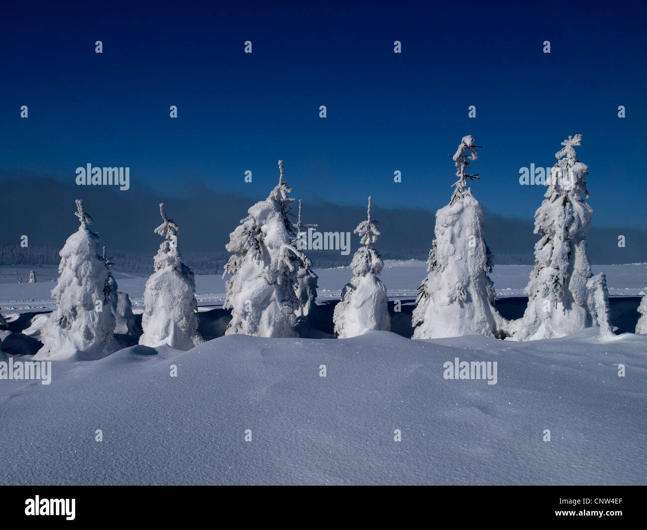 unberührten weiten schneebedeckten Ebene mit Reihe von Koniferen, Tschechische Republik, Erzgebirge, Keilberg Stockfoto