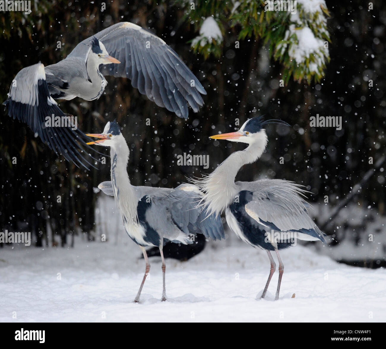 Graureiher (Ardea Cinerea), drei Personen im Schnee, Deutschland Stockfoto