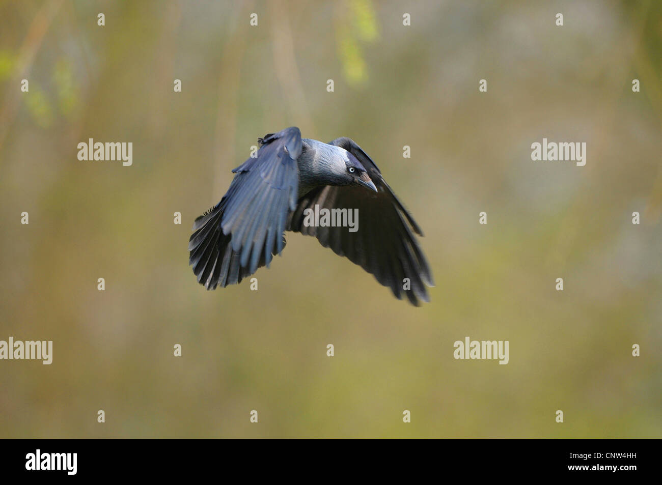 Dohle (Corvus Monedula), fliegen, Deutschland Stockfoto