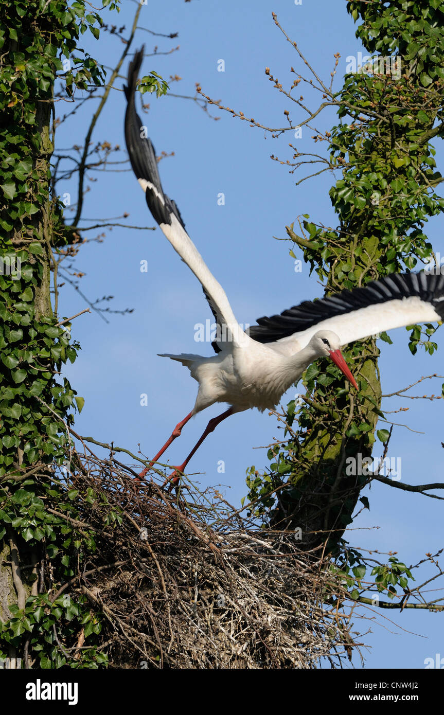 Weißstorch (Ciconia Ciconia), beginnend, Deutschland Stockfoto